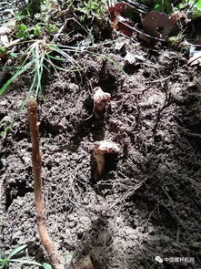 漲知識(shí)了,野生天麻原來(lái)長(zhǎng)這樣