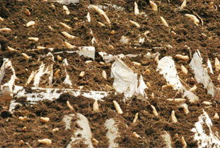 宜昌市中藥材種植面積達45萬畝