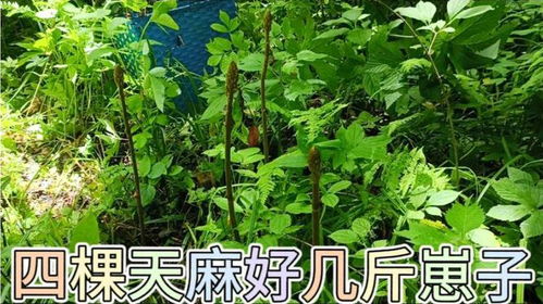 和吳叔進(jìn)山真合財,四棵天麻挖出好幾斤崽子,個頭還都挺大
