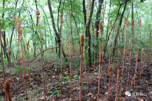 市烏江經(jīng)濟(jì)走廊建設(shè)開(kāi)發(fā)專(zhuān)題調(diào)研組前來(lái)高山調(diào)研