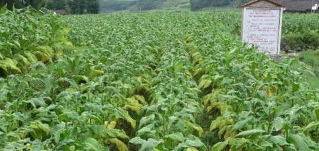 天麻的種植沒(méi)到收獲季節(jié)就爛掉了是怎么回事