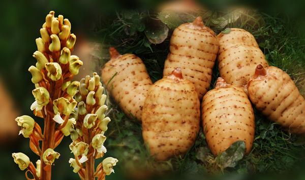 探秘藏藥no.35&mdash;天麻的功效與4種最佳吃法_騰訊網(wǎng)