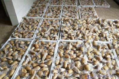 樂(lè)山市金口河區(qū)板廠坪天麻種植專業(yè)合作社