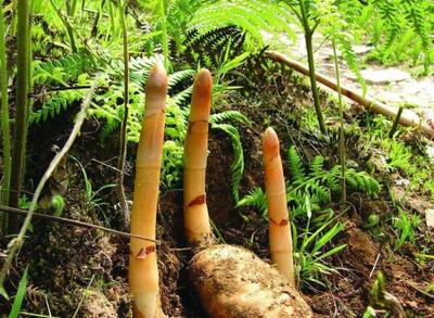 農(nóng)村5種特像土豆的植物,價(jià)格是節(jié)節(jié)高,您是否認(rèn)識(shí)或是吃過(guò)?