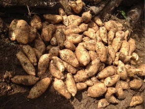 重磅頭條 2016年全國天麻產(chǎn)新報告