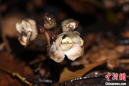 貴州茂蘭自然保護區首次發現蘭科天麻屬植物叉脊天麻