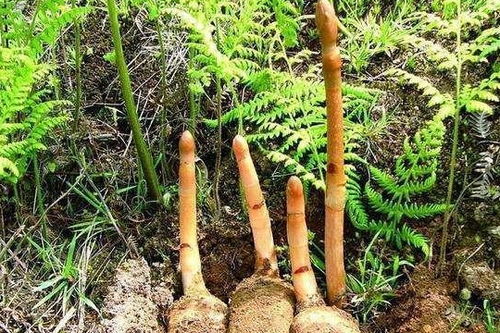 無根無葉的奇特野草：天麻，眾人皆知卻鮮為人見